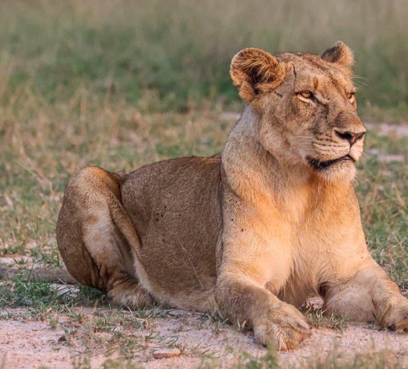 Southern Pride Lioness Ruan Mey Southern Pride Lioness Ruan Mey