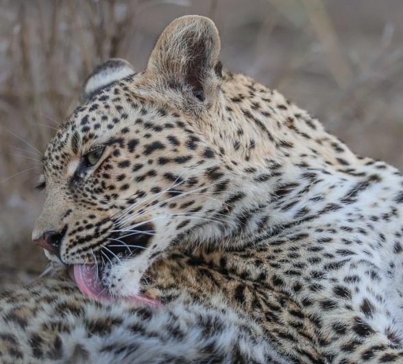 Sabi Sabi Ruan Mey Ntsumi Cub Self Cleaning Sabi Sabi Ruan Mey Ntsumi Cub Self Cleaning
