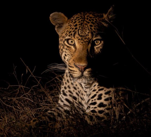 Khulwana male leopard monitoring his territory. Khulwana male leopard monitoring his territory.