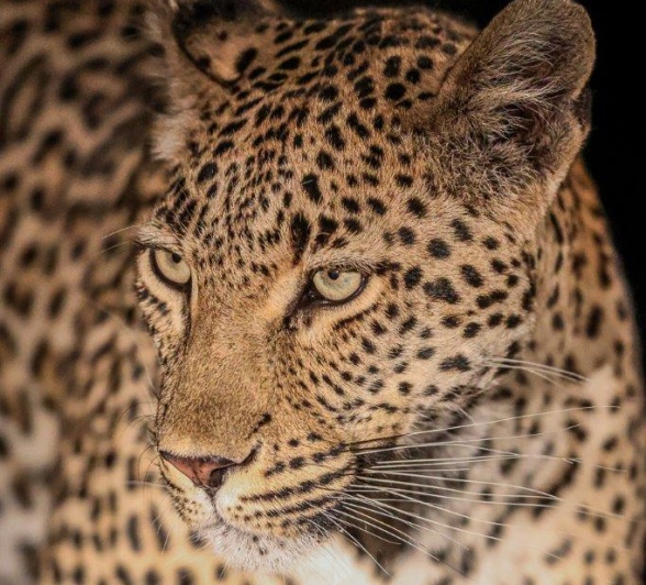 Close-up of Golonyi, a pregnant leopard.