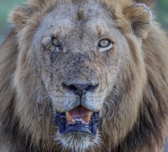 Sabi Sabi Ruan Mey Dominant Male Lion