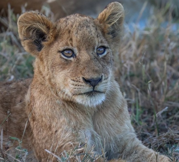 Sabi Sabi Ruan Mey Msuthlu Cub After Eating Sabi Sabi Ruan Mey Msuthlu Cub After Eating