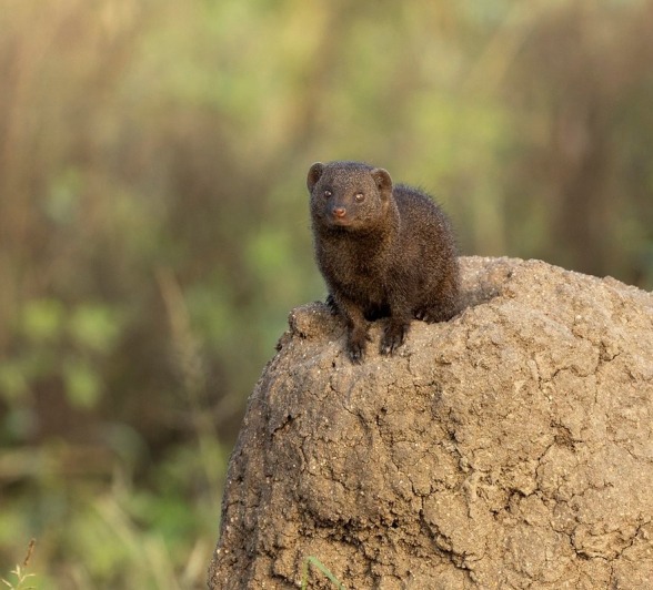 Sabi Sabi Benjamin Loon Dwarf Mongoose Single Sabi Sabi Benjamin Loon Dwarf Mongoose Single