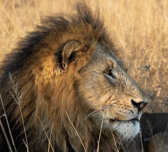 Sabi Sabi Ronald Mutero Gijima Male Lion Sabi Sabi Ronald Mutero Gijima Male Lion