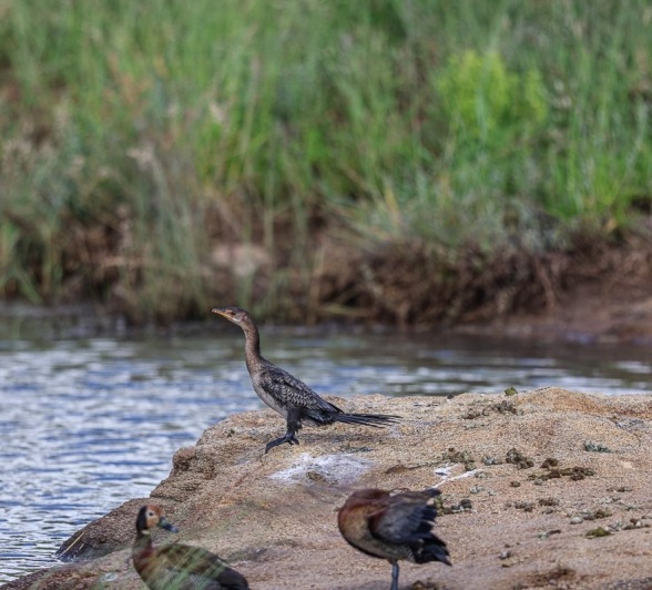 Sabi Sabi Ruan Mey Reed Cormorant Sabi Sabi Ruan Mey Reed Cormorant