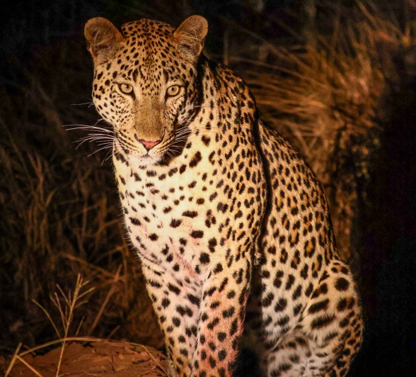 Sabi Sabi Ruan Mey Leopard On Alert