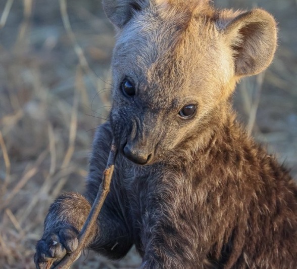Sabi Sabi Ruan Mey Hyena Pup Plays With Grass Sabi Sabi Ruan Mey Hyena Pup Plays With Grass