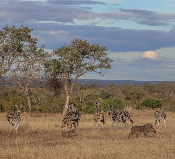 Sabi Sabi Ruan Mey Zebra Sabi Sabi Ruan Mey Zebra