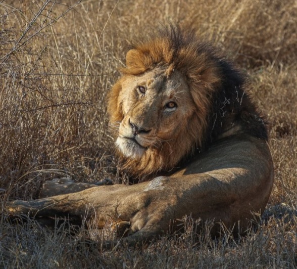 A brief interaction of a Styx lion and Kambula lioness