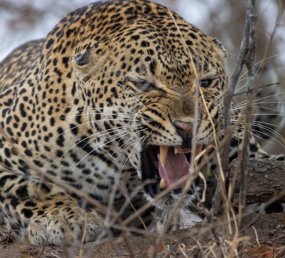 Sabi Sabi Ronald Mutero Khulwana Warns Bearing Teeth Sabi Sabi Ronald Mutero Khulwana Warns Bearing Teeth