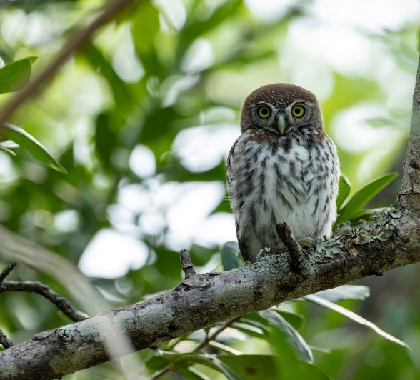 Sabi Sabi Benjamin Loon Pearl Spotted Owl In Tree Sabi Sabi Benjamin Loon Pearl Spotted Owl In Tree