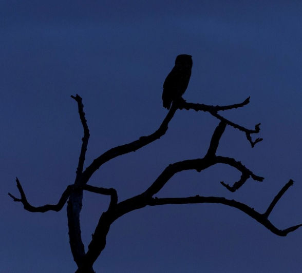 An owl, silhouetted by the low, evening light. An owl, silhouetted by the low, evening light.