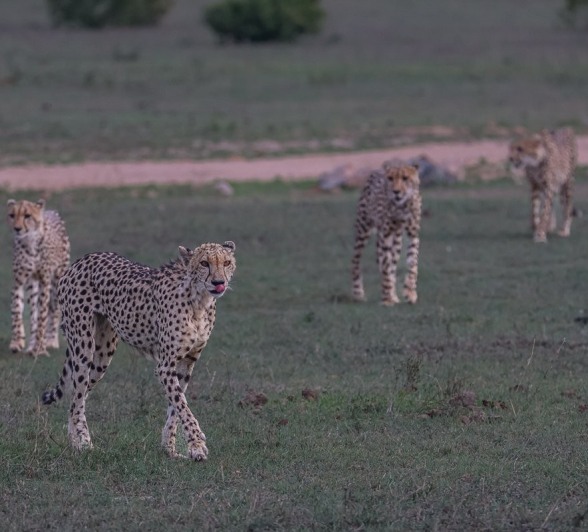 Sabi Sabi Ruan Mey Cheetah Coalition Sabi Sabi Ruan Mey Cheetah Coalition