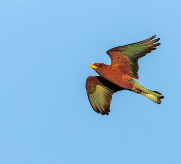 Sabi Sabi Benjamin Loon Broad Billed Roller