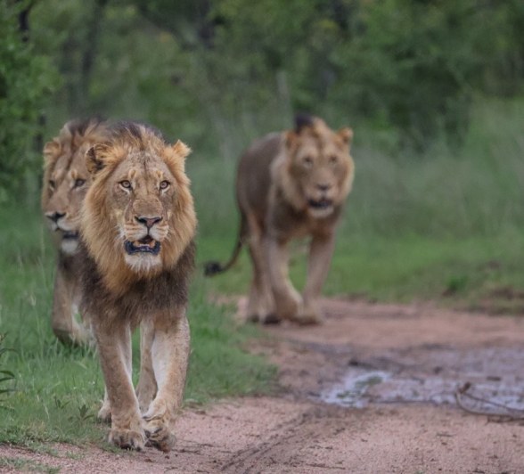 Sabi Sabi Ruan Mey Lions Walk Through Veld