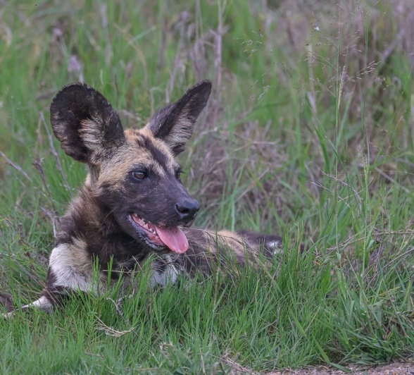 Sabi Sabi Ruan Mey Wild Dog In Grass