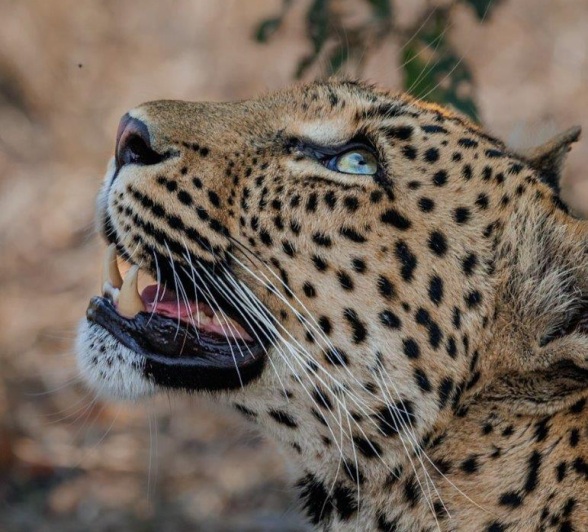 Golonyi's eyes glisten as she looks above. 