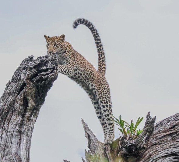 One of Ntsumi's cubs explores the heights of a dead tree. One of Ntsumi's cubs explores the heights of a dead tree.