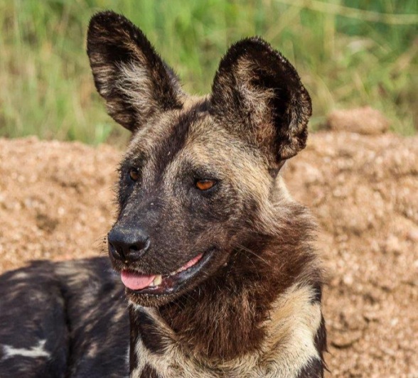 A pack of wild dogs resting, yet each dog is alert and ready to hunt.