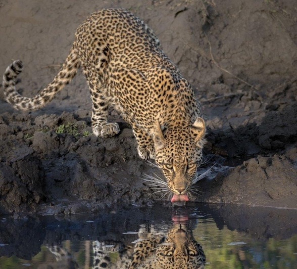 Ntsumi’s cub drinking from a puddle at a drying waterhole, watchful and alert.