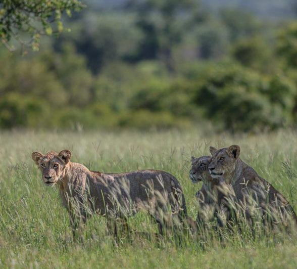 Sabi Sabi Ruan Mey Msuthlu Pride In Shade Sabi Sabi Ruan Mey Msuthlu Pride In Shade