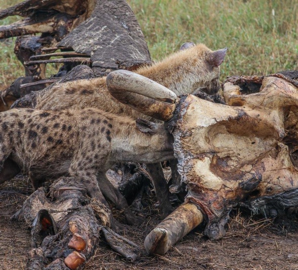 Hyenas dig in to an elephant carcass. Hyenas dig in to an elephant carcass.