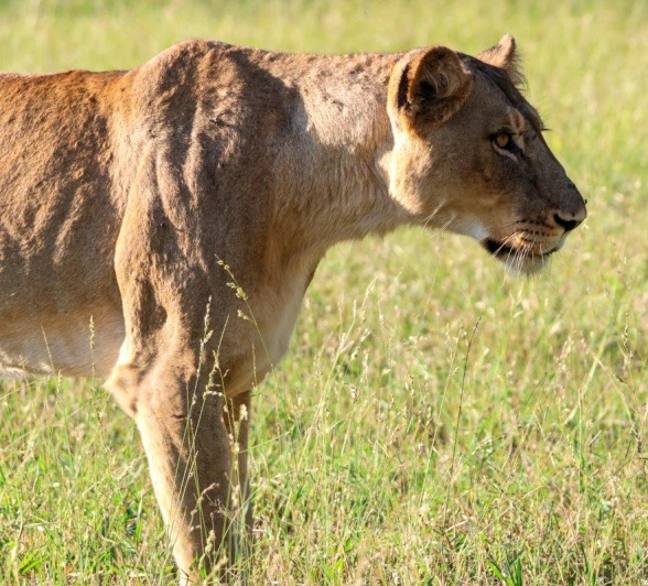 Sabi Sabi Jan Nel Msuthlu Female