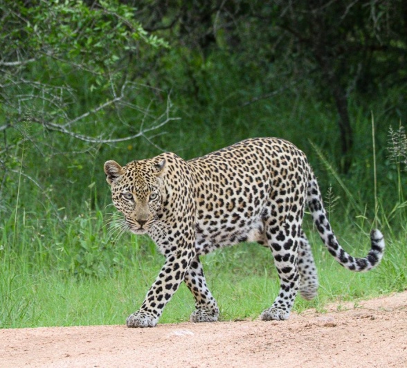 Female leopard spotted walking along the road near Sabi Sabi. 