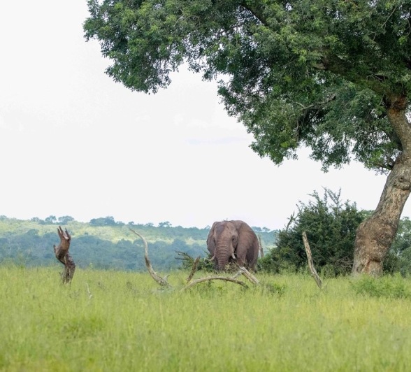 Sabi Sabi Ronald Mutero Elephants