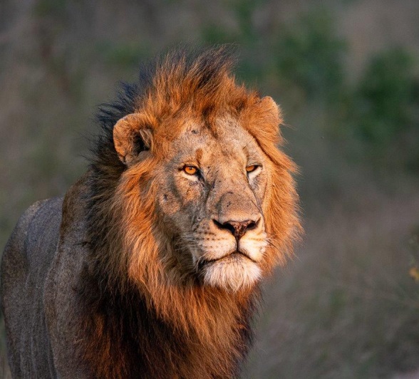 The Gijima male lions vy for the role of protector over the Styx pride. 