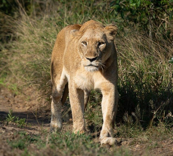 A lioness from the Styx Pride meanders through the bush. 