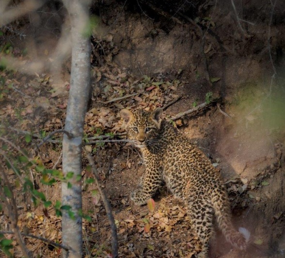 Ntumis Cub Devon Jansen Ntumis Cub Devon Jansen