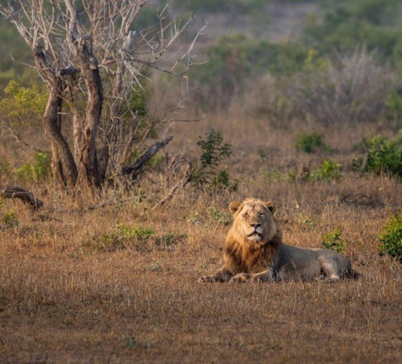 The nomadic Nkuhuma male lion gently called into the morning air. 