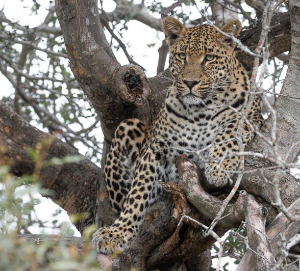 JP Van Rooyen Nottens Leopard