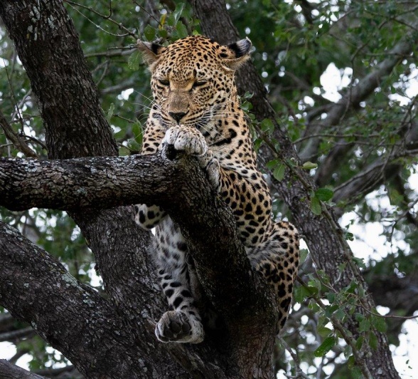 Ntsumi scans her surroundings from a tree. Ntsumi scans her surroundings from a tree.