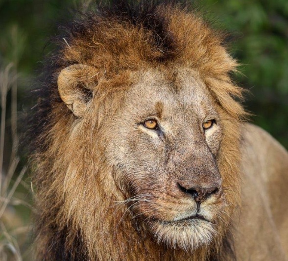 Sabi Sabi Ronald Mutero Gijima Sabi Sabi Ronald Mutero Gijima