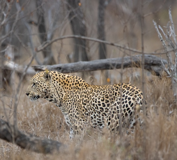The leopard stealthily navigates the underbrush, eyeing a group of warthogs in the distance.