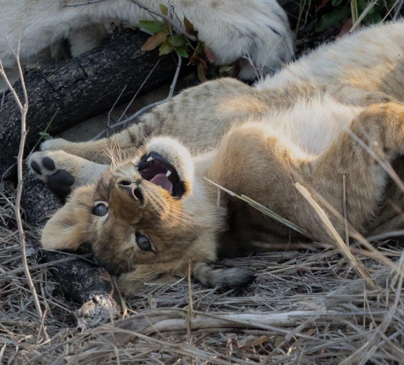 Young cub energetically playing around the waterhole with fellow cubs.