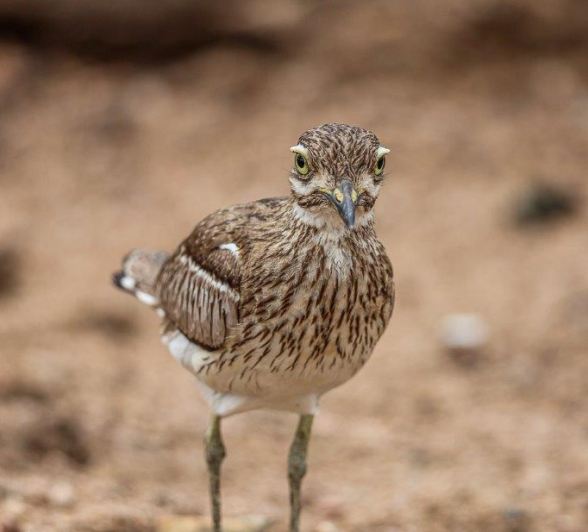 A Water thick-knee. A Water thick-knee.