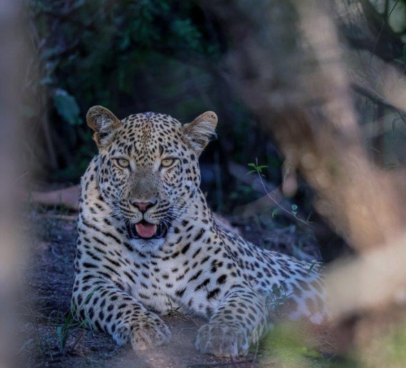 Sabi Sabi Ruan Mey Khulwana