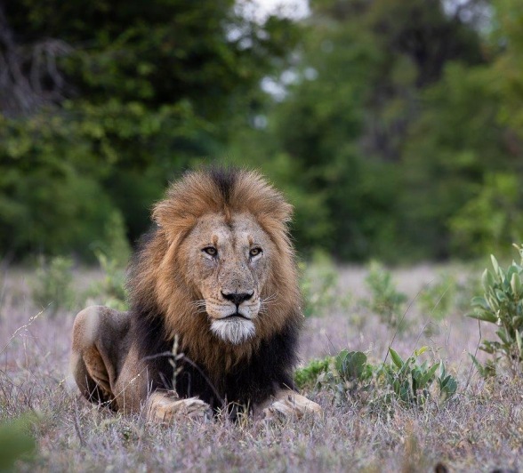 Sabi Sabi Jp Van Rooyen Gijima Male