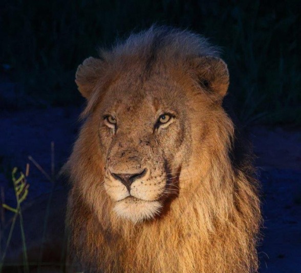 Sabi Sabi Ruan Mey Kambula Male Lion Night Drive