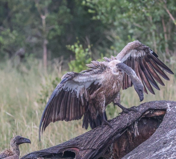 Vultures, nature’s most efficient cleanup crew, waste no time. Vultures, nature’s most efficient cleanup crew, waste no time.