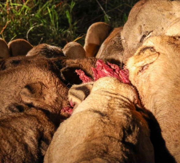 Sabi Sabi Jan Nel Msuthlu Pride Warthog