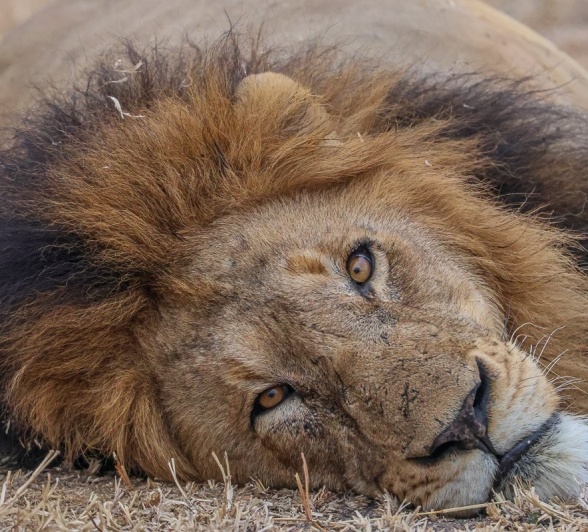 Sabi Sabi Ruan Mey Gijima Lion Sabi Sabi Ruan Mey Gijima Lion