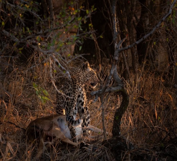 Sabi Sabi Viviane Ladner Golonyi And Cub Sabi Sabi Viviane Ladner Golonyi And Cub