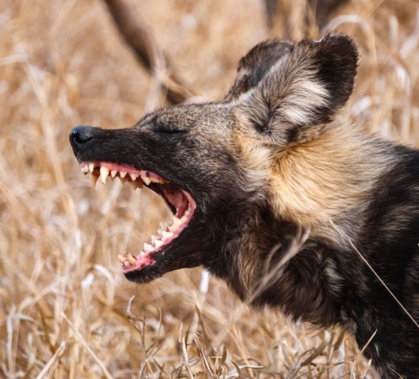 Sabi Sabi Jan Nel Wild Dog Barks Sabi Sabi Jan Nel Wild Dog Barks