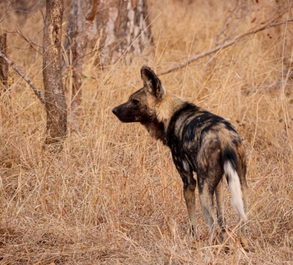 Sabi Sabi Jan Nel Wild Dog In Bush Sabi Sabi Jan Nel Wild Dog In Bush