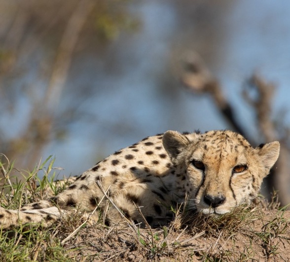A cheetah rests in the sun. A cheetah rests in the sun.