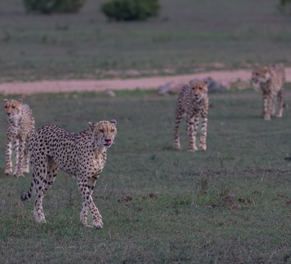 Sabi Sabi Ruan Mey Cheetah In Veld